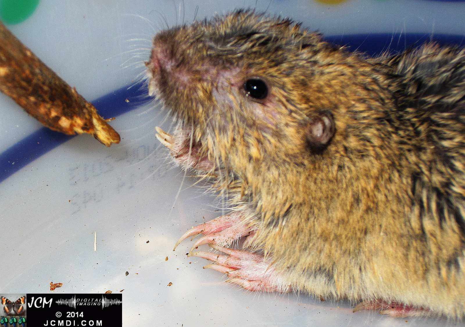Pocket Gopher Catch and Release close-up